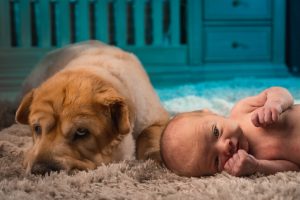 niemowlę i szczeniak, szczeniak i niemowlę, noworodek w domu z psem, pies i niemowlę pasożyty, przygotować psa na niemowlę