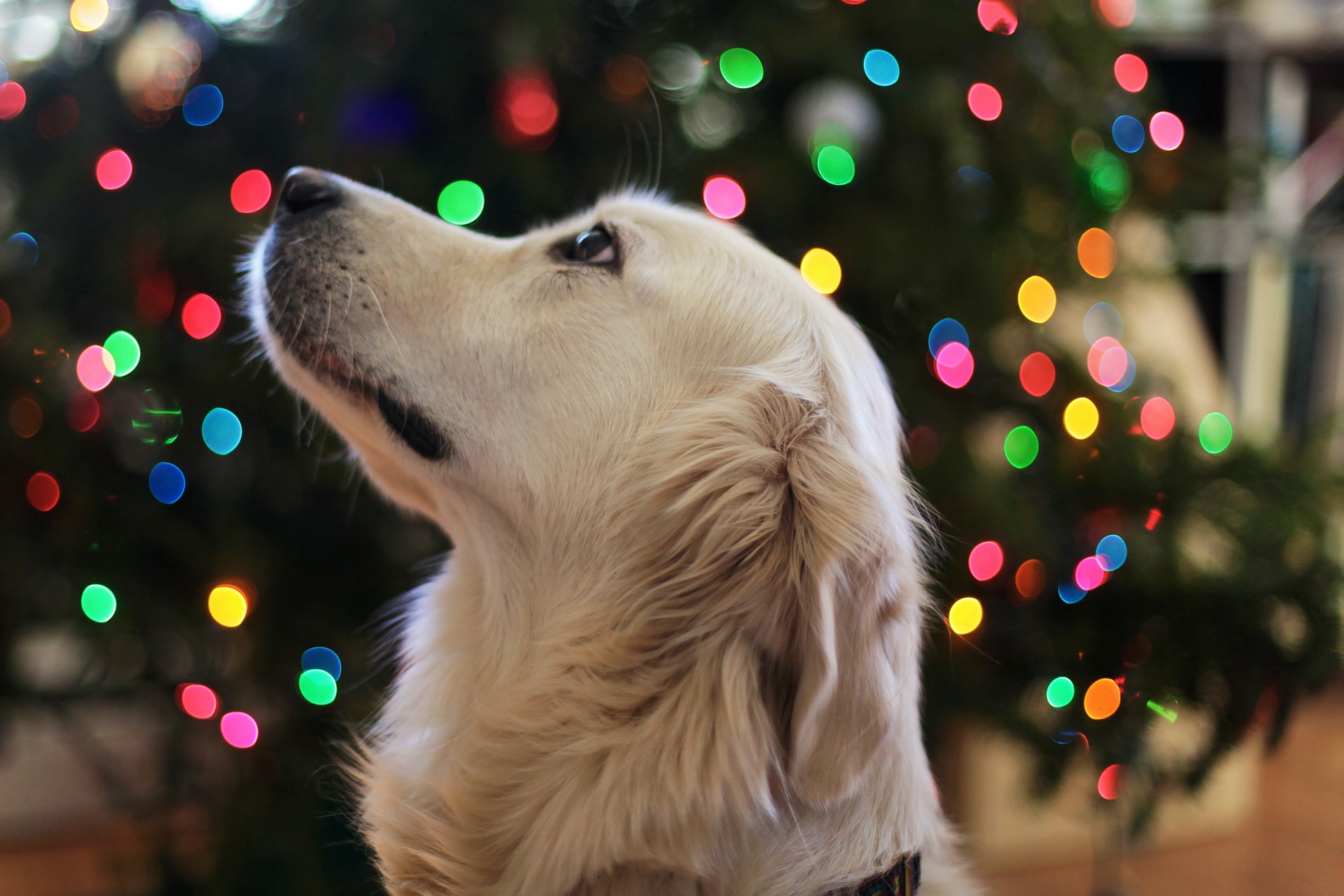 Święta z psem: świąteczne przysmaki