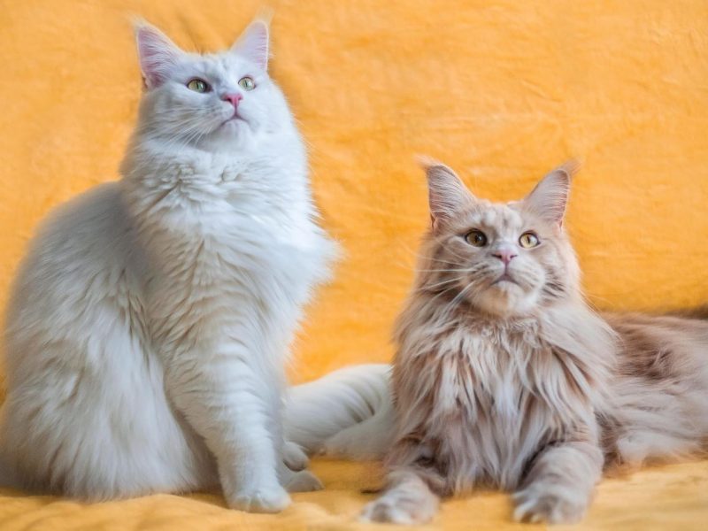 Koty rasy maine coon – łagodne olbrzymy