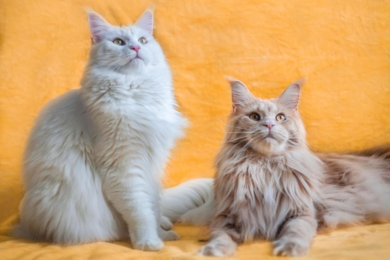 Koty rasy maine coon – łagodne olbrzymy