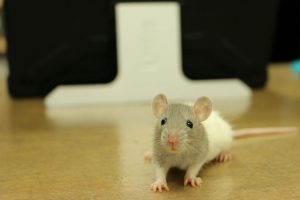 Szczur domowy: hodowla, pielęgnacja, warunki bytowe