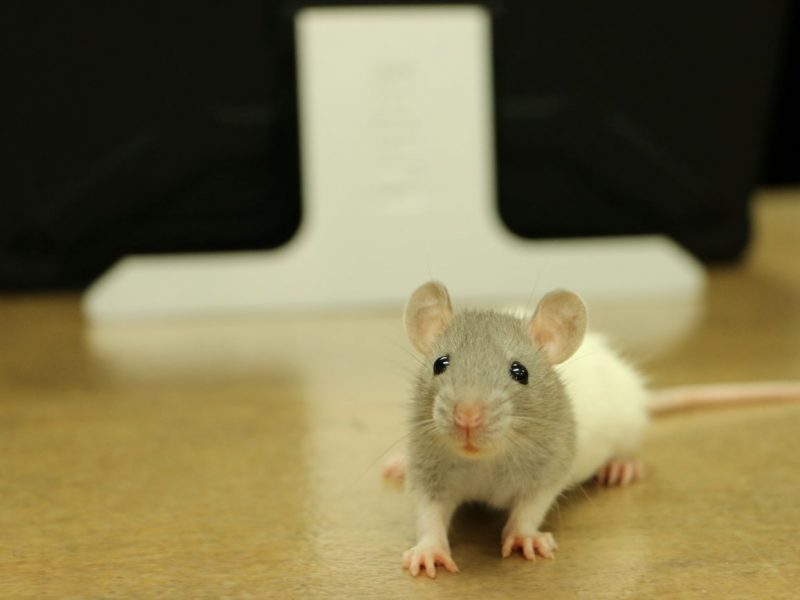 Szczur domowy. 5 rzeczy, które musisz wiedzieć