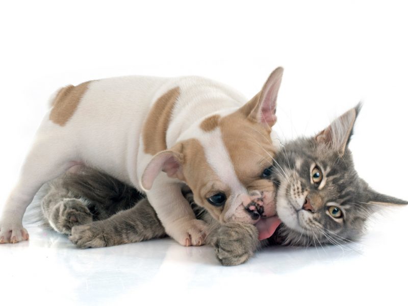 Pies i kot pod jednym dachem. 4 ważne zasady